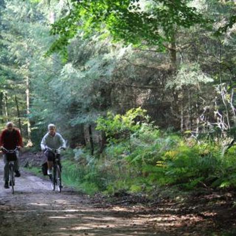 Vrijrijck Heivlinder - Camping Ermelo - Afbeelding N°4