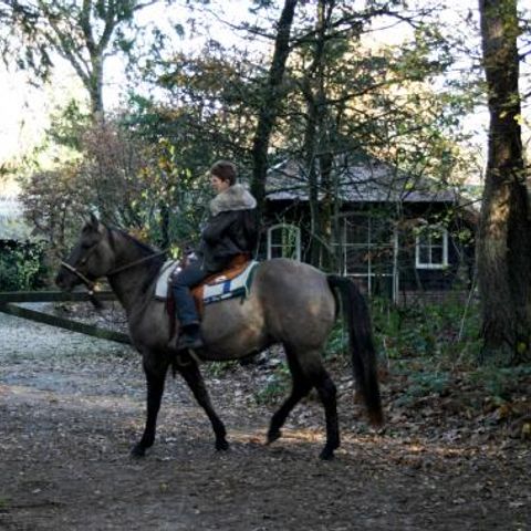 Vrijrijck Heivlinder - Camping Ermelo - Afbeelding N°6