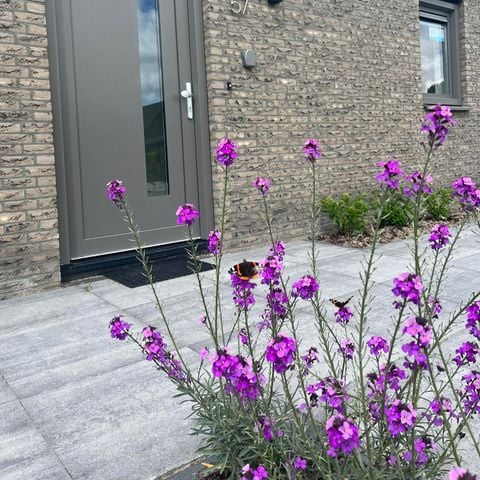 Bungalow 6 personen - 57