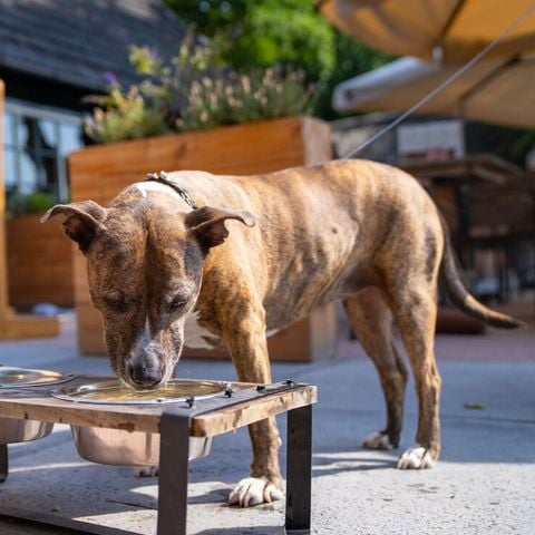 Landal Gooise Heide - Camping Huizen - Afbeelding N°6