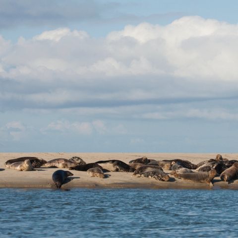 Landal Kaap West - Camping Terschelling - Afbeelding N°3