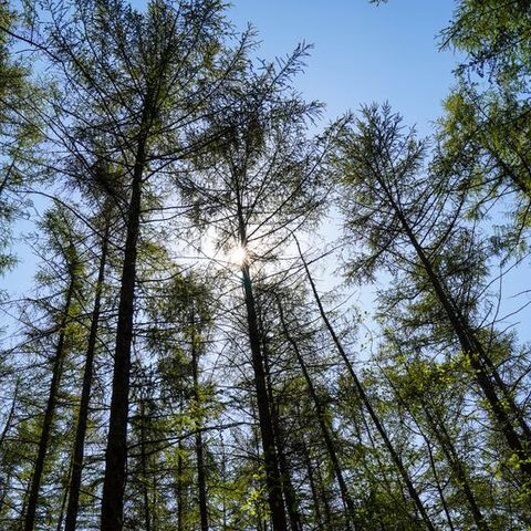 Villatent De IJsvogel - Camping Barneveld - Afbeelding N°4