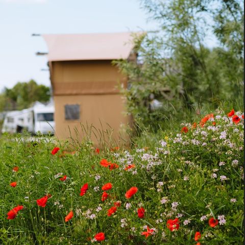 Sahara Stay - Camping Westland - Afbeelding N°2
