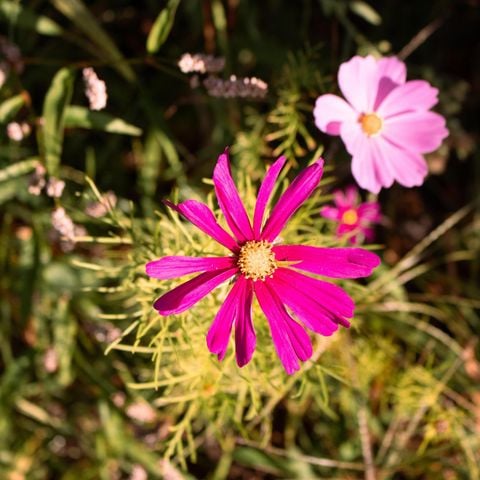 Safaritent 7 personen - Safaritent