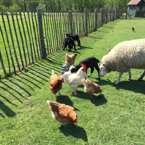 Vodatent Camping de Peelweide  - Venlo - Afbeelding N°4