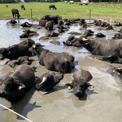 Vodatent Camping de Waterbuffelfarm  - Steenwijkerland - Afbeelding N°3