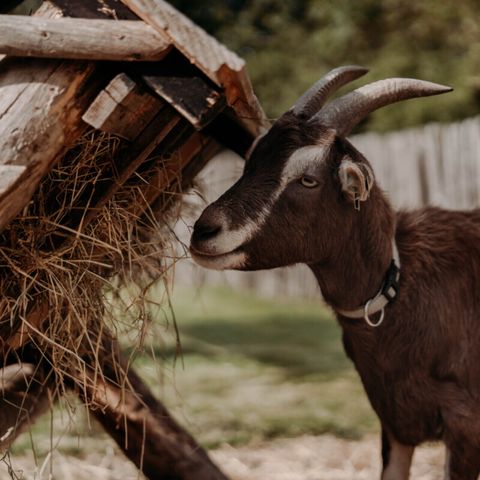 Vodatent Camping de Tulpenweide - Hollands Kroon - Afbeelding N°6