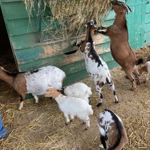 Vodatent Camping Fargogne - Tarn-et-Garonne - Afbeelding N°5