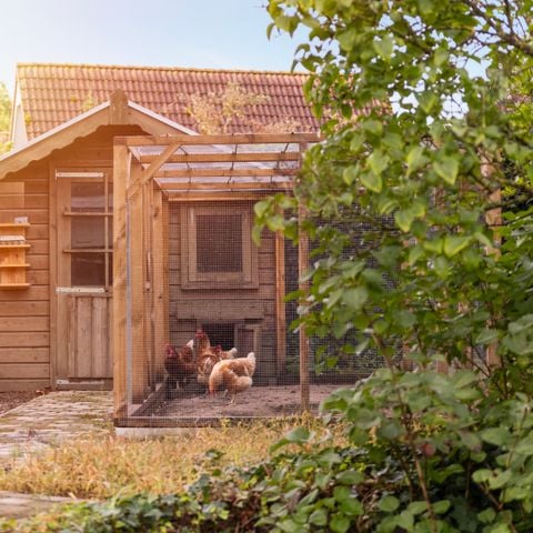 Summio Bungalowpark De Riethorst - Camping Mook und Middelaar - Afbeelding N°3