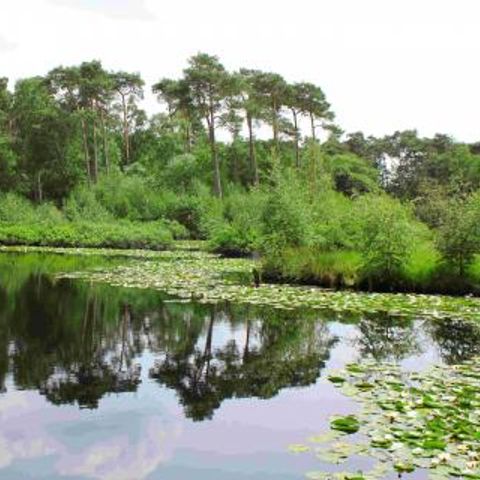 Residentie Sparrenburg - Camping Oisterwijk - Afbeelding N°5