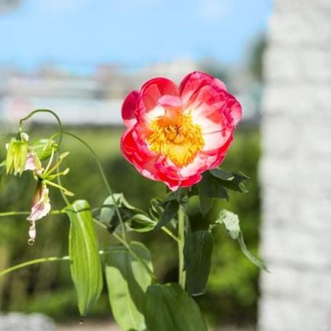 Bungalow 6 personen - Comfort