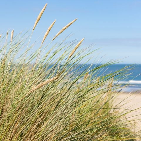 Roompot Strandpark Zeeland - Camping Vlissingen - Afbeelding N°4