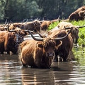 Alle vakantieparken in Noord-Brabant