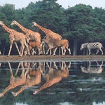 Bungalowparken nabij Burgers' Zoo