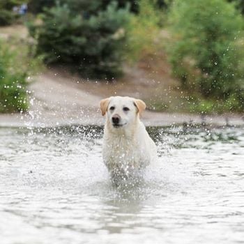 Center Parcs waar honden zijn toegestaan