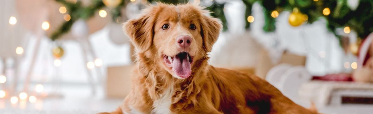 Vuurwerkvrije parken waar honden zijn toegestaan
