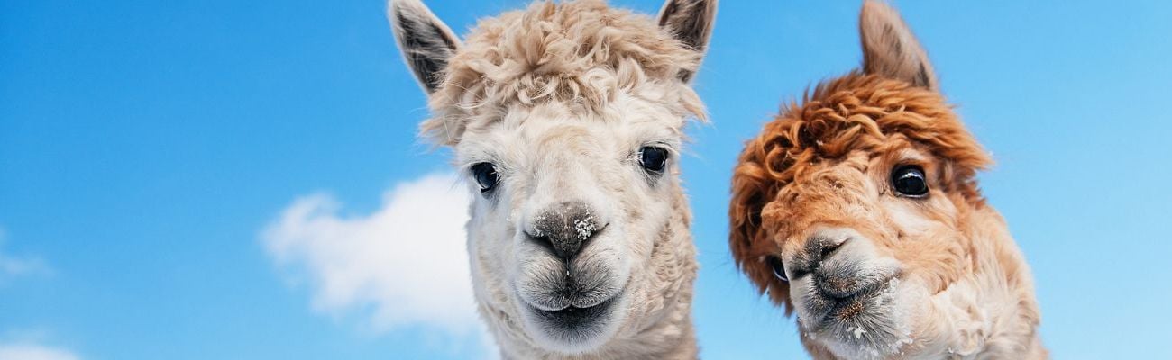 Vakantiepark met kinderboerderij