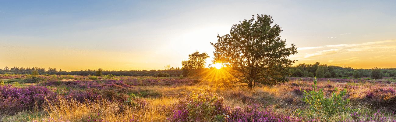 Vakantie Veluwe