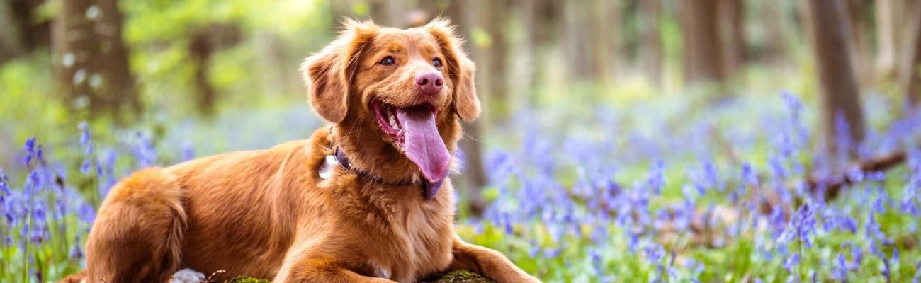 Foto van vakantiehuizen met hond op Texel