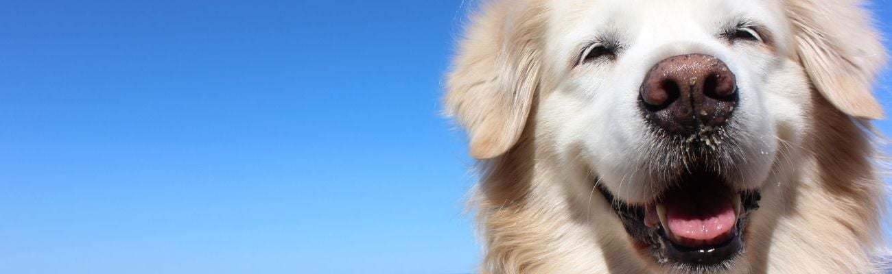 Vakantiehuis met hond in de Friese Meren