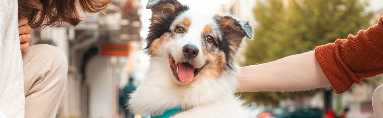 Vakantiehuis met hond in Noord-Brabant
