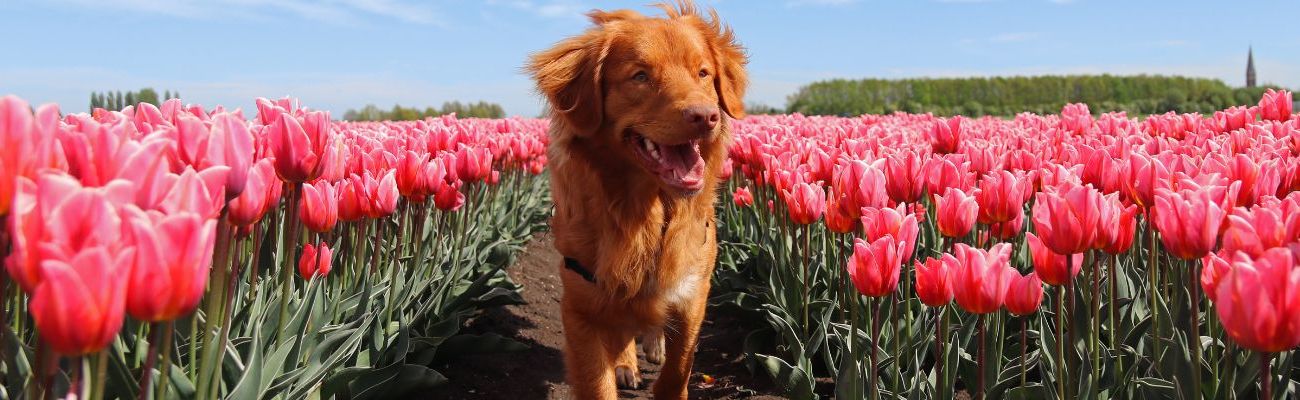 Vakantiehuis met hond in Noord-Holland