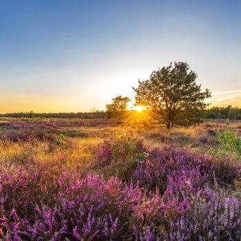 Bungalowparken in een bosrijke omgeving
