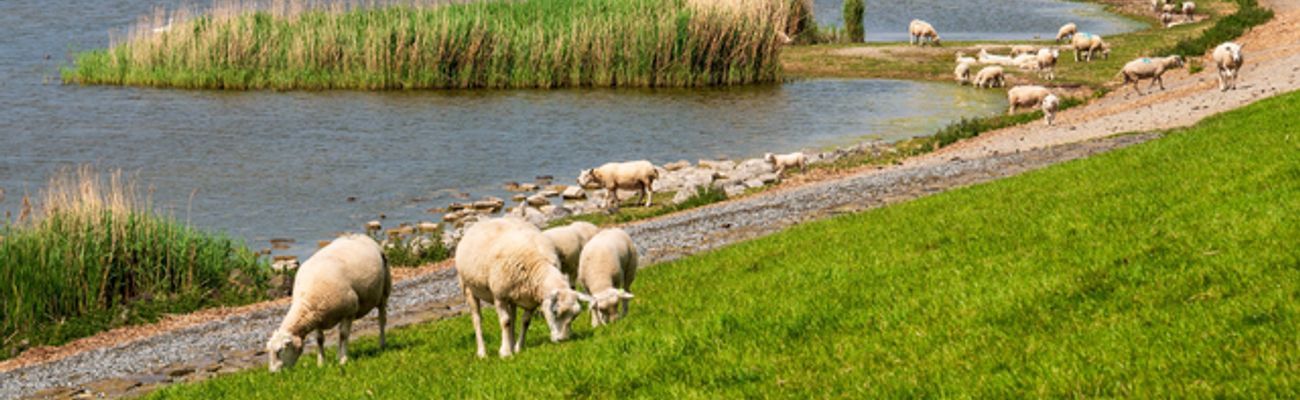 Foto van Friesland