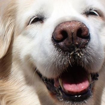 Roompot met hond