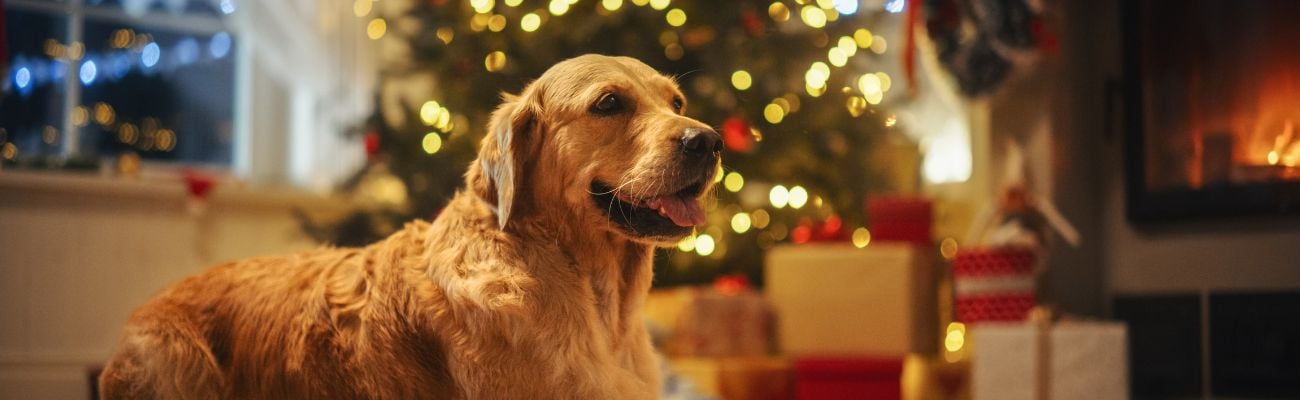 Huisje huren met kerst met hond