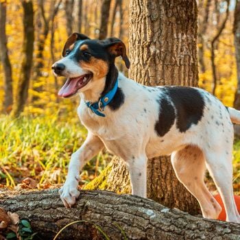 Met de hond naar de Veluwe