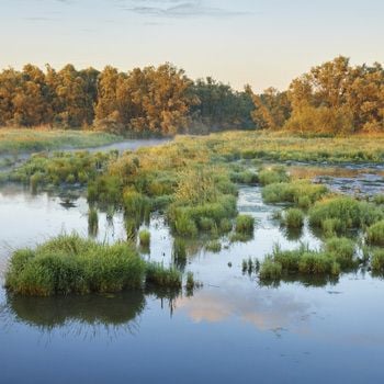 Vakantieparken bij Nationaal Park de Biesbosch
