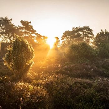 Vakantieparken op de Hondsrug