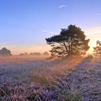 Vakantie op de Veluwe