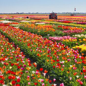 Vakantie in Zuid-Holland