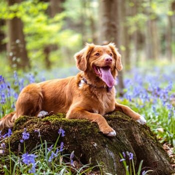 Nachtje weg met hond