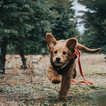 Weekendje weg met de hond