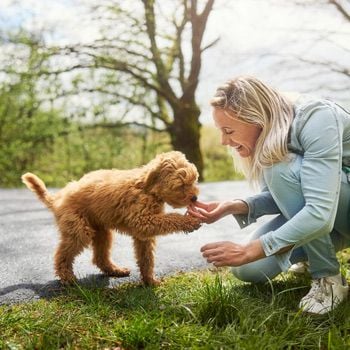 Center Parcs met de hond