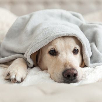 Vuurwerkvrij park met hond