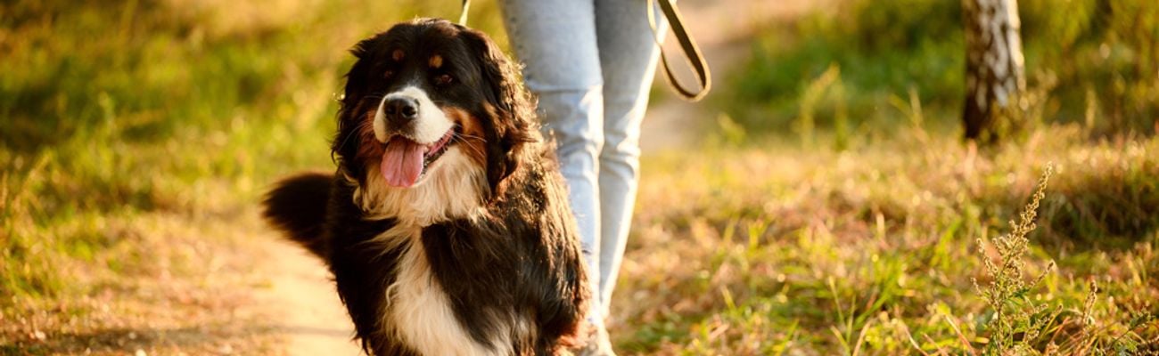 Foto van een vakantiehuis met hond in België