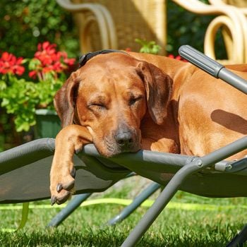 Vakantiehuis met omheinde tuin